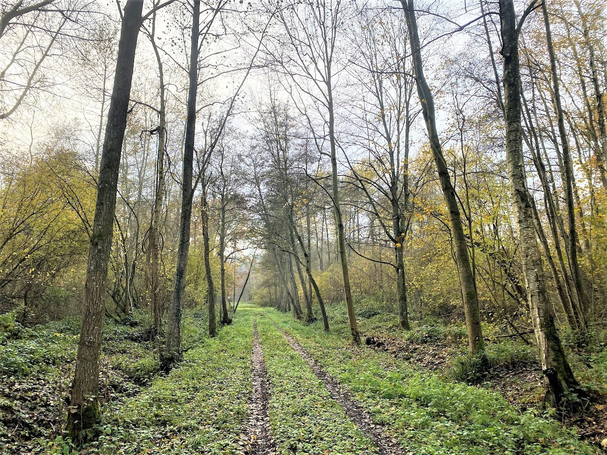 BOIS DE 23.5 HA SUD LAON - Terrains - Hauts-de-France - photo 2