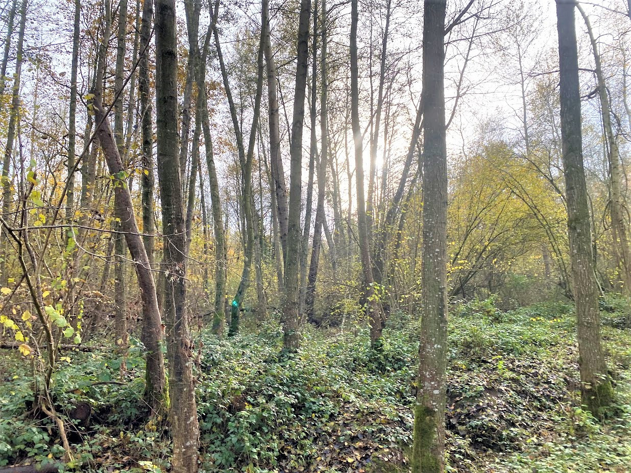 BOIS DE 23.5 HA SUD LAON - Terrains - Hauts-de-France - photo 3