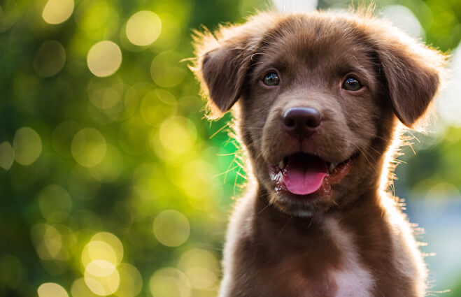 Catégorie d'annonces Animaux