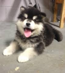 
                                                                        Chien
                                                                         8 chiots Malamute d'Alaska disponible !