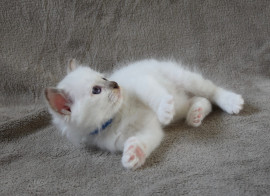 
                                                                                        Chat
                                                                                         A céder chaton (Femelle) type sacré de Birmanie