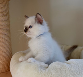 
                                                                                        Chat
                                                                                         A céder chaton (Femelle) type sacré de Birmanie