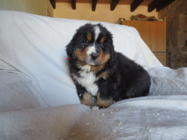
                                                                        Chien
                                                                         À céder chiot (Femelle) type bouvier bernois