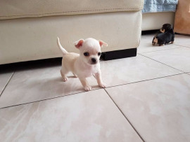 
                                                                        Chien
                                                                         A donner Chihuahua d'apparence femelle