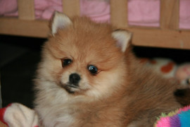 Chien
A donner Chiot Spitz allemand