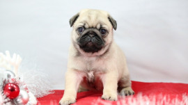Chien
A Donner Chiot type carlin femelle