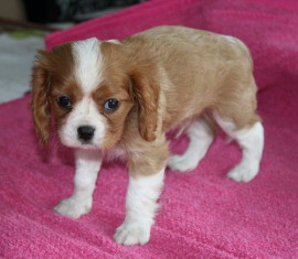 
                                                                        Chien
                                                                         A DONNER chiot type cavalier king charles femelle