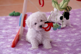 Chien
A donner femelle Bébé type bichon frisé
