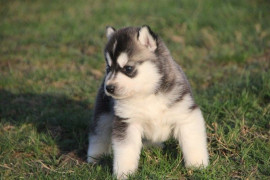 
                                                                                        Chien
                                                                                         A donner magnifique chiot husky siberian femelle