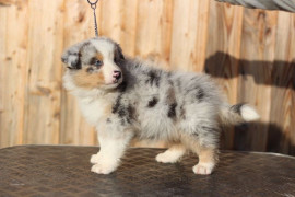 Chien
A donner MIGNON berger australien femelle