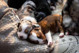 Chien
A Réserver Beaux Chiots Bergers Australiens