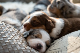 Chien
A Réserver Beaux Chiots Bergers Australiens