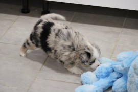 
                                                                                        Chien
                                                                                         A Réserver Beaux Chiots Bergers Australiens