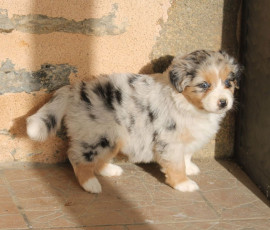 
                                                                        Chien
                                                                         Adorable berger australien femelle A DONNER