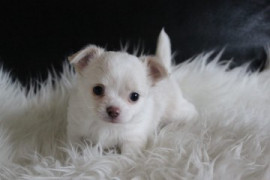 
                                                                                        Chien
                                                                                         Adorable chiot chihuahua femelle