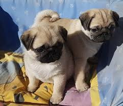 Chien
Adorables Chiots Carlins LOF