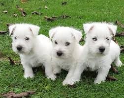 
                                                                        Chien
                                                                         Adorables chiots westie