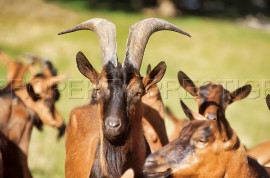 Vente
ARDECHE FERME 48 HA RUISSEAU SOURCES