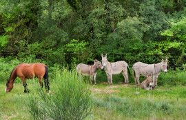 Vente
AUDE PROPRIETE ECOLOGIQUE GITES 180 HA