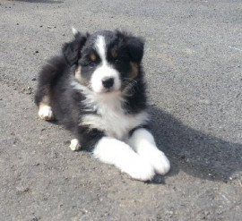 Chien
Austral