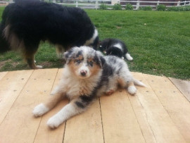 Chien
Austral