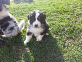 Chien
Austral