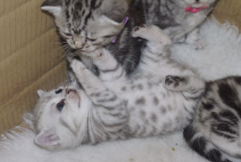 Chat
Bébé british shorthair 3 mois