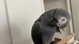 Oiseau
Bébé perroquet gris du gabon femelle