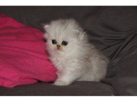 
                                                                        Chat
                                                                         chaton Persan Chinchilla femelle