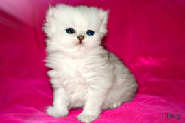 
                                                                        Chat
                                                                         chaton Persan Chinchilla femelle à céder