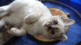 
                                                                        Chat
                                                                         chaton sacré de birmanie a donner