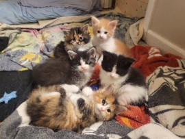 Chien
Chatons Maine coon