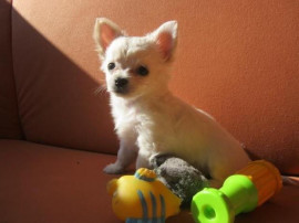 
                                                                                        Chien
                                                                                         Chihuahua d'apparence femelle poils longs