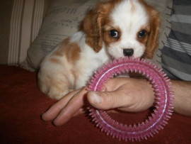 
                                                                        Chien
                                                                         CHIOT CAVALIER KING CHARLES SPANIEL femelle