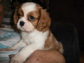 Chien
CHIOT CAVALIER KING CHARLES SPANIEL femelle DON
