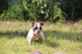 Chien
Chiot type Bouledogue français Femelle à donner