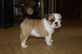 
                                                                        Chien
                                                                         chiot type Bulldog Anglais Mâle DONNE