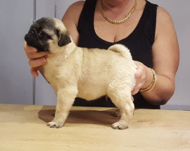 
                                                                        Chien
                                                                         Chiot type carlin mâle