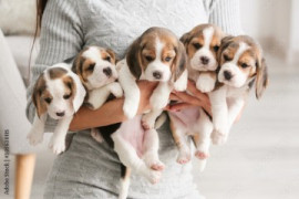 Chien
Chiots Beagle pour adoption