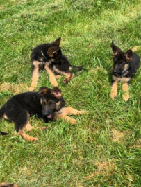 Chien
Chiots berger allemand