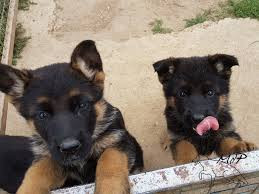 Chien
Chiots berger allemand LOF