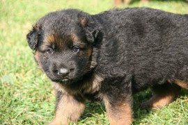 
                                                                                        Chien
                                                                                         Chiots berger allemand mâle et femelles