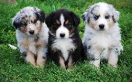 Chien
Chiots Berger australien à donner