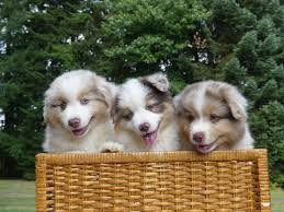 
                                                                        Chien
                                                                         chiots berger australien LOF
