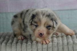 Chien
Chiots bergers australiens à réserver