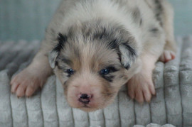 Chien
Chiots bergers australiens à réserver