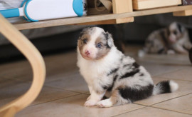 Chien
Chiots bergers australiens à réserver