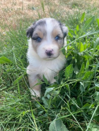 
                                                                                        Chien
                                                                                         Chiots bergers australiens LOF à réserver