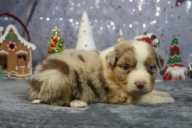 
                                                                                        Chien
                                                                                         Chiots bergers australiens LOF à réserver