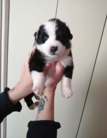 
                                                                                        Chien
                                                                                         Chiots bergers australiens LOF à réserver
